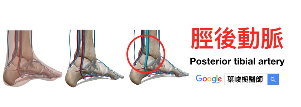 脛後動脈 (Posterior tibial artery)