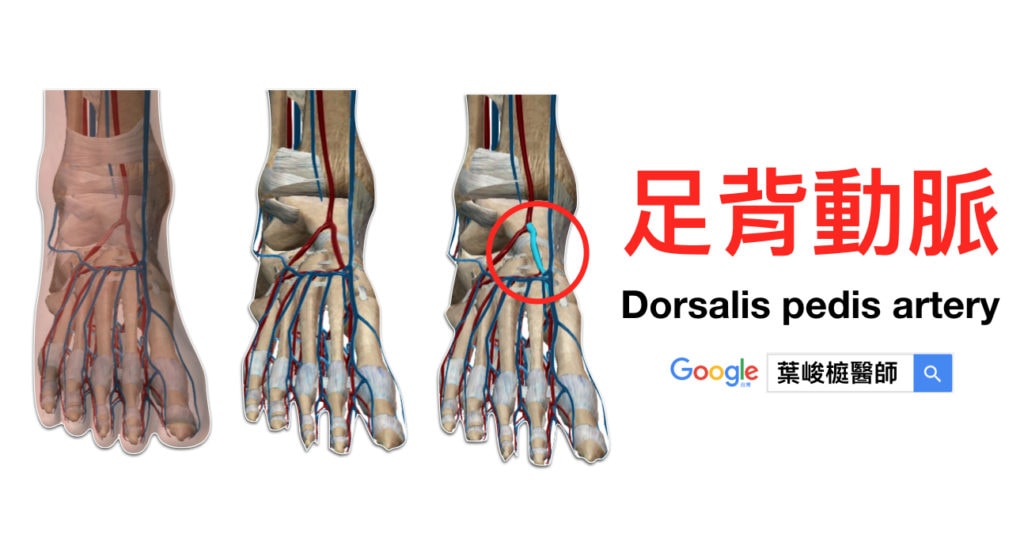 足背動脈 (Dorsalis pedis artery)